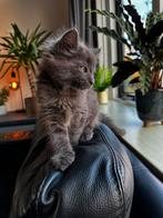 Maine coon / Noorse boskat kittens, Dieren en Toebehoren, Katten en Kittens | Raskatten | Langhaar, Meerdere dieren, Gechipt, 0 tot 2 jaar