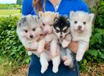 Pomsky puppys🐾, Dieren en Toebehoren, Rabiës (hondsdolheid), 8 tot 15 weken, Poolhond, Meerdere