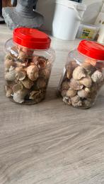 Schelpem, Dieren en Toebehoren, Vissen | Aquaria en Toebehoren, Ophalen of Verzenden
