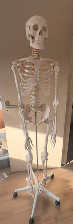 Anatomisch skelet op standaard, Ophalen