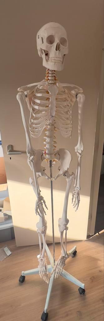 Anatomisch skelet op standaard, Antiek en Kunst, Curiosa en Brocante, Ophalen