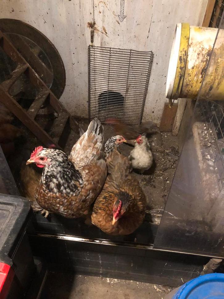 Jonge Krielhennen natuurbroed, Dieren en Toebehoren, Pluimvee, Kip, Vrouwelijk