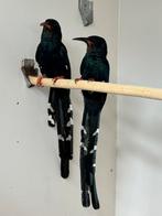 Groene woudhop - Phoeniculus purpureus, Dieren en Toebehoren, Vogels | Overige Vogels, Meerdere dieren, Geringd