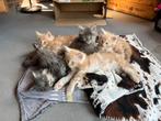 Mooie Maine Coon kittens, Dieren en Toebehoren, Katten en Kittens | Raskatten | Langhaar, Kater, Gechipt, 0 tot 2 jaar
