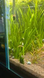 Vallisneria spiralis (Aquarium plant), Ophalen of Verzenden, Nieuw, Plant(en), Steen of Hout