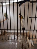 te koop gouldamadines, Dieren en Toebehoren, Vogels | Overige Vogels, Meerdere dieren, Tropenvogel, Geringd