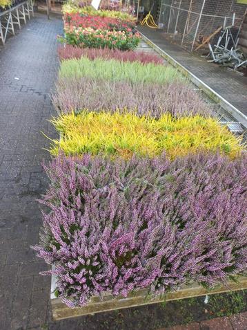 Zomerheide Calluna vulgaris - Diverse kleuren beschikbaar voor biedingen