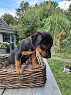 Jack russel pups, Jack Russell Terriër, 8 tot 15 weken, Meerdere, Meerdere dieren