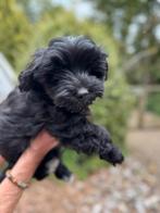 Klein type Maltipoo pups in meerdere kleuren, Dieren en Toebehoren, Honden | Chihuahua's en Gezelschapshonden, Poedel, Nederland