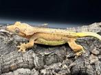 Correlophus ciliatus - Wimpergekko, Dieren en Toebehoren, Reptielen en Amfibieën, Hagedis