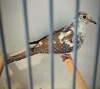 Bonte diamantduifjes te koop 2025. Zowel popjes als doffer., Dieren en Toebehoren, Vogels | Overige Vogels, Meerdere dieren, Geringd