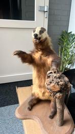 Mooie das, Verzamelen, Dierenverzamelingen, Ophalen, Zo goed als nieuw, Wild dier, Opgezet dier