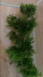Riccardia Chamedryfolia Koraal mos, Dieren en Toebehoren, Ophalen of Verzenden, Zo goed als nieuw