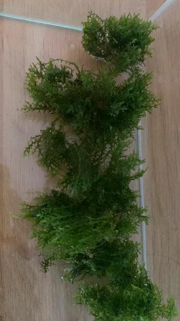 Riccardia Chamedryfolia Koraal mos beschikbaar voor biedingen