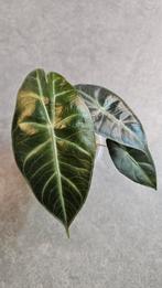 Alocasia Pink Dragon, Ophalen of Verzenden, Halfschaduw, Minder dan 100 cm