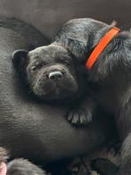 Cane Corso x Golden Retriever pups, Dieren en Toebehoren, Rabiës (hondsdolheid), Overige rassen, 8 tot 15 weken, Meerdere