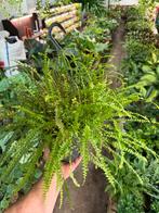 Nephrolepis cordifolia - Hangplant, Huis en Inrichting, Ophalen of Verzenden