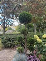Conifeer met bollen, Tuin en Terras, Planten | Bomen, Ophalen, Bloeit niet, Halfschaduw, Overige soorten
