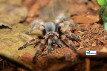 Brachypelma smithi beschikbaar voor biedingen
