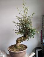 Oude Quercus Suber Kurkeik Bonsai, Tuin en Terras, Planten | Bomen, Ophalen, Bloeit niet, Halfschaduw, Overige soorten