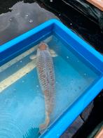 Japanse koi’s, Karper of Koi