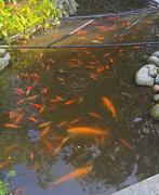 Goudvissen en Goudwindes, Goudvis(sen)