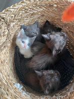 Ragdoll x europese korthaar, Meerdere dieren, Ontwormd