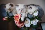 Ragdoll kittens met stamboom, Dieren en Toebehoren, Katten en Kittens | Raskatten | Langhaar, Meerdere dieren, Met stamboom