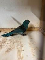 ROOSENDAAL WEGGEVLOGEN KAKARIKI PARKIET BLAUW, Dieren en Toebehoren, Meerdere dieren, Parkiet