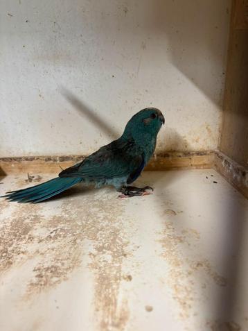 ROOSENDAAL WEGGEVLOGEN KAKARIKI PARKIET BLAUW beschikbaar voor biedingen