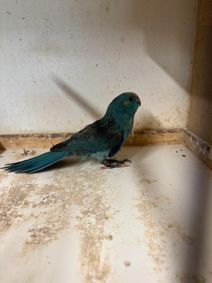 ROOSENDAAL WEGGEVLOGEN KAKARIKI PARKIET BLAUW, Dieren en Toebehoren, Vogels | Parkieten en Papegaaien, Parkiet, Meerdere dieren