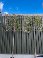 Lei Photinia fraseri 'Red Robin' (Glansmispel), Leiboom, Lente, Ophalen, Volle zon