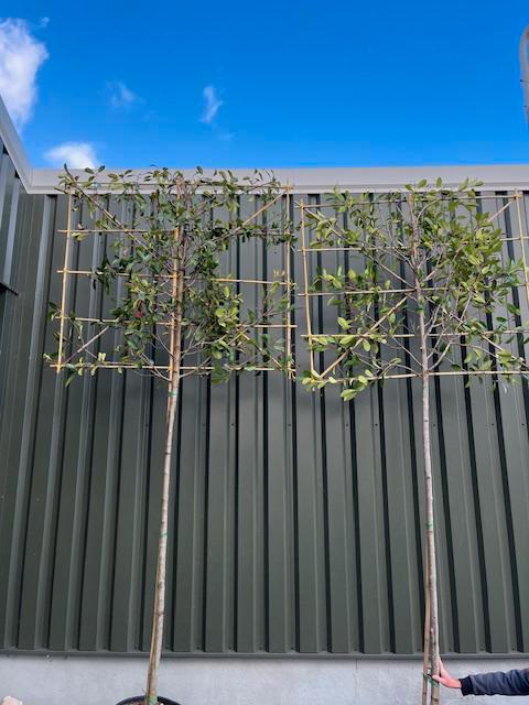 Lei Photinia fraseri 'Red Robin' (Glansmispel), Tuin en Terras, Planten | Bomen, Leiboom, Volle zon, Lente, In pot, Ophalen