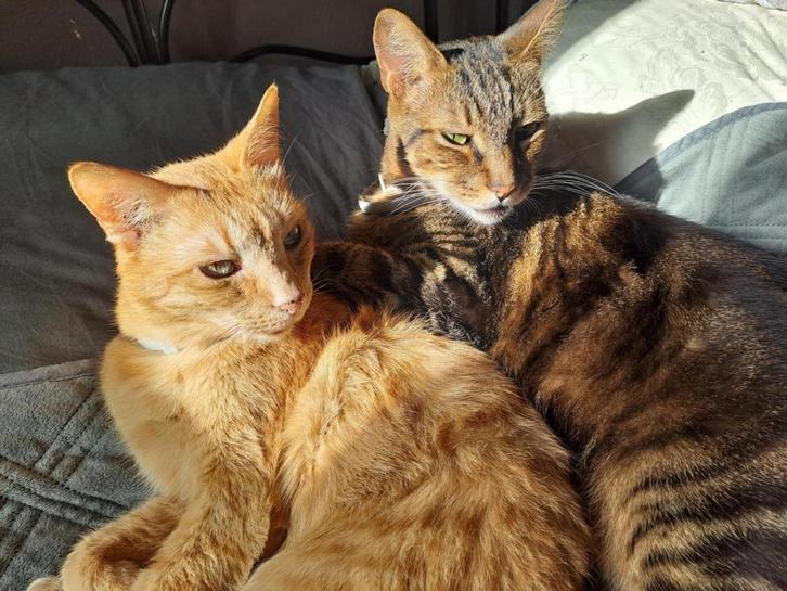 POENIX & MANGO 6jr. Gezellige lieve kroelers/koppeltje, Dieren en Toebehoren, Katten en Kittens | Overige Katten, Kortharig, Meerdere dieren