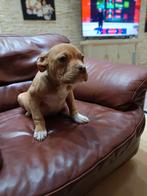 Pocket bully pup, 15 weken tot 1 jaar, Reu, Meerdere, Nederland
