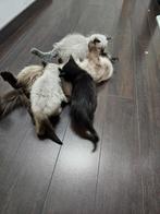 Ragdoll ×Europese korthaar, Dieren en Toebehoren, Meerdere dieren, Ontwormd