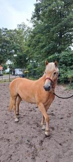 2,5 jarige haflinger ruin., Dieren en Toebehoren, Pony's, Ruin, Recreatiepony, Gechipt, 0 tot 2 jaar