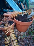 3 grote Terracotta potten, Tuin en Terras, Bloempotten, 25 tot 40 cm, Rond, Ophalen of Verzenden, Zo goed als nieuw