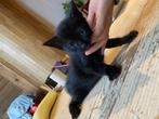 half siamees (en waarschijnlijk main coon) kittens, Dieren en Toebehoren, Katten en Kittens | Raskatten | Korthaar, Meerdere dieren