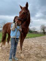 Aangeboden: ‘actieve’ pensioenplek voor E pony/klein paard, Dieren en Toebehoren, Stalling en Weidegang, 1 paard of pony