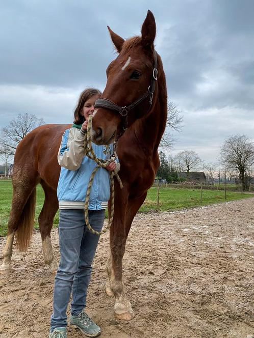 Aangeboden: ‘actieve’ pensioenplek voor E pony/klein paard, Dieren en Toebehoren, Stalling en Weidegang, 1 paard of pony