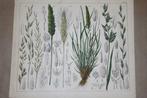 Antieke botansiche kleurenlitho - Grassen oa Tarwe Rogge !!, Antiek en Kunst, Kunst | Litho's en Zeefdrukken, Ophalen of Verzenden