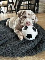 American bully pups mogen verhuizen ABKC DBKC STAMBOOM, Overige rassen, CDV (hondenziekte), 8 tot 15 weken, Meerdere