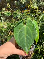 Anthurium AoS df x papi IL, Ophalen, Overige soorten, Minder dan 100 cm
