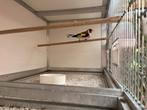 Major Putter  voor wit Split, Dieren en Toebehoren, Mannelijk, Wildzangvogel, Geringd