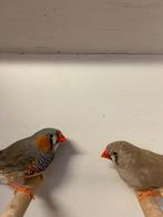 zebravinken koppel en mannen, Dieren en Toebehoren, Meerdere dieren, Tropenvogel