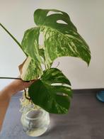 Monstera variegata 2 stekjes, Overige soorten, Minder dan 100 cm, Groene kamerplant, Halfschaduw