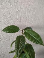 Kratom plantjes, Ophalen of Verzenden, Overige soorten, Halfschaduw, Minder dan 100 cm