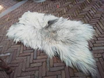 Xl vacht drents heideschaap  beschikbaar voor biedingen