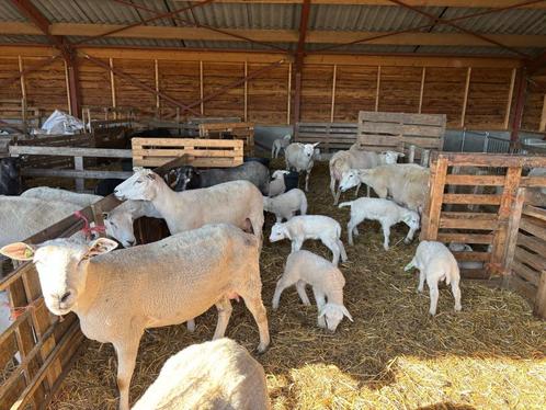 STAMBOEK SWIFTERS MET LAMMEREN, Dieren en Toebehoren, Schapen, Geiten en Varkens, Schaap, Geslacht onbekend